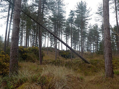File:Coedwig Niwbwrch - Newborough Forest - geograph.org.uk - 7117642.jpg